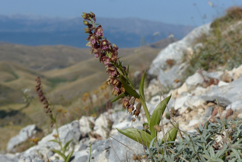 Le belle Epipactis sulle praterie di Campo Imperatore (AQ)  luglio 2025.